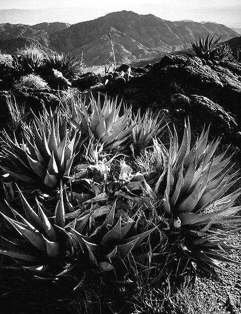 ansel adams pictures. Ansel Adams January 21, 2010